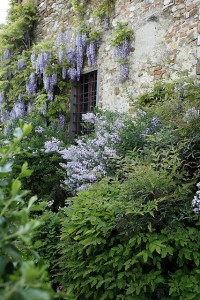 Toskana Ferienhäuser - Ferienhaus Niccolini - Gartendetail