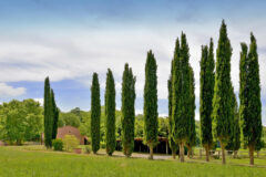 ferienhaus pool toscana meernahe (36)