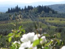 Ferienwohnung Weingut Toscana | Montersiccio
