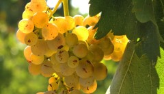 Weintour Toskana | Weinprobe Vernaccia